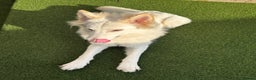 German Shepherd dogs for sale: Adorable White German Shepherd for Rehoming - Advert 4