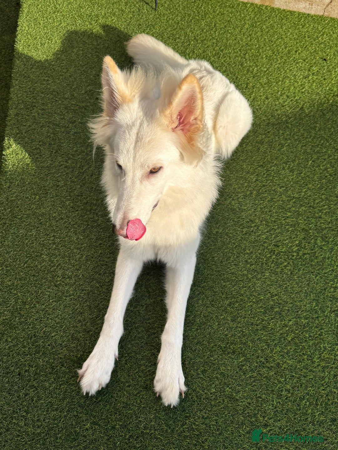 German Shepherd dogs for sale: Adorable White German Shepherd for Rehoming - Advert 4