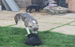 Mixed Breed dogs for sale:  Whippet × Patterdale Dog Pups - Image 30