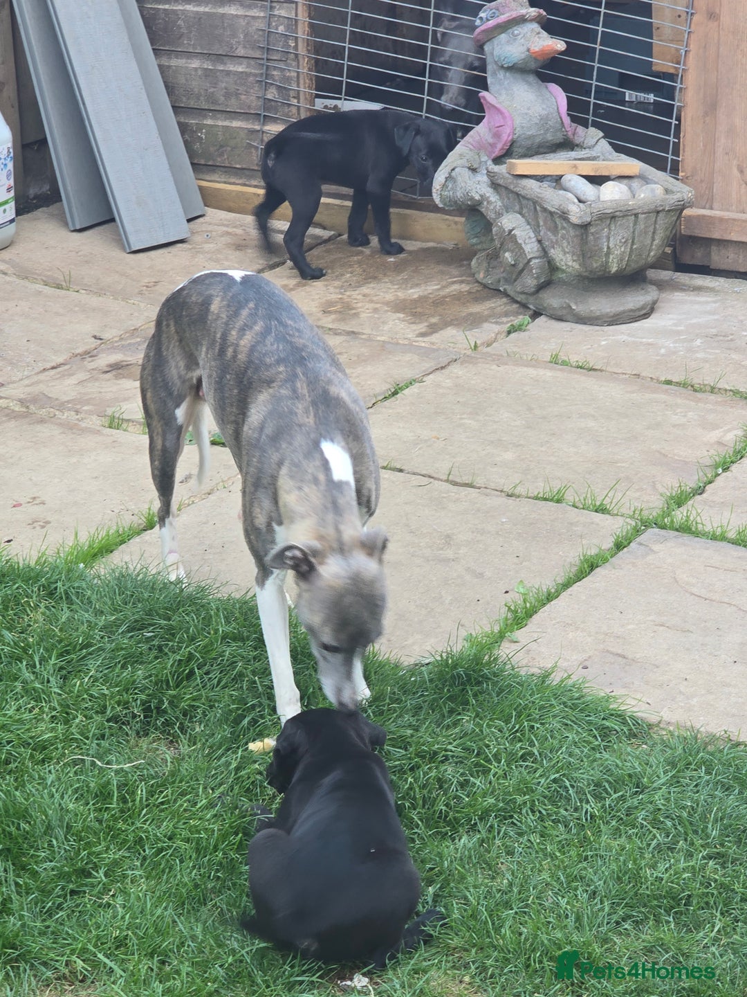 Mixed Breed dogs for sale:  Whippet × Patterdale Dog Pups - Image 30
