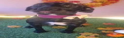 Mixed Breed dogs for sale: Patterdale/cocker spaniel puppies  - Advert 20