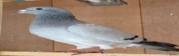 Pigeons birds for sale: Afghani pigeons & 6 Female Racing for Sale  in London - Advert 8