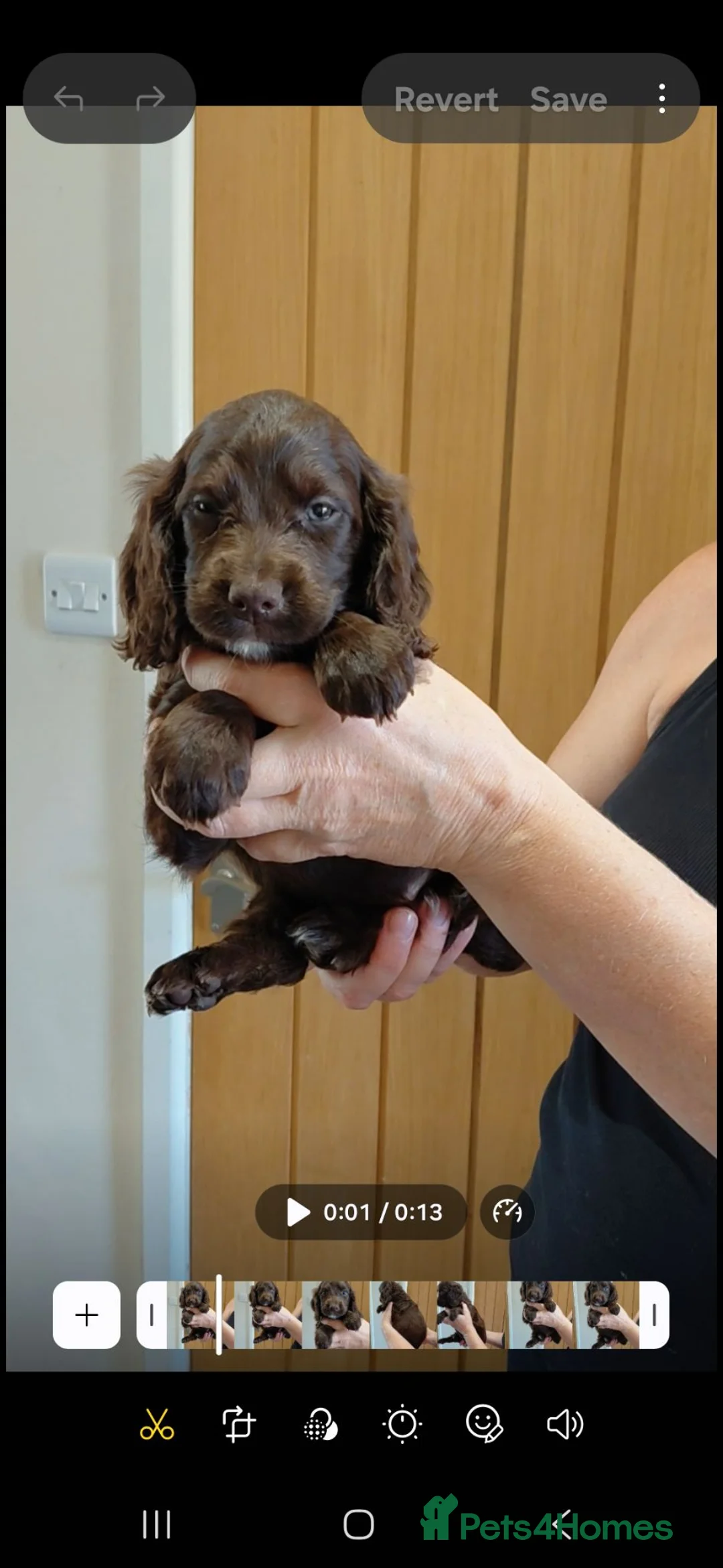 Cockapoo dogs for sale: Stunning Cockapoo from licensed home - Advert 2