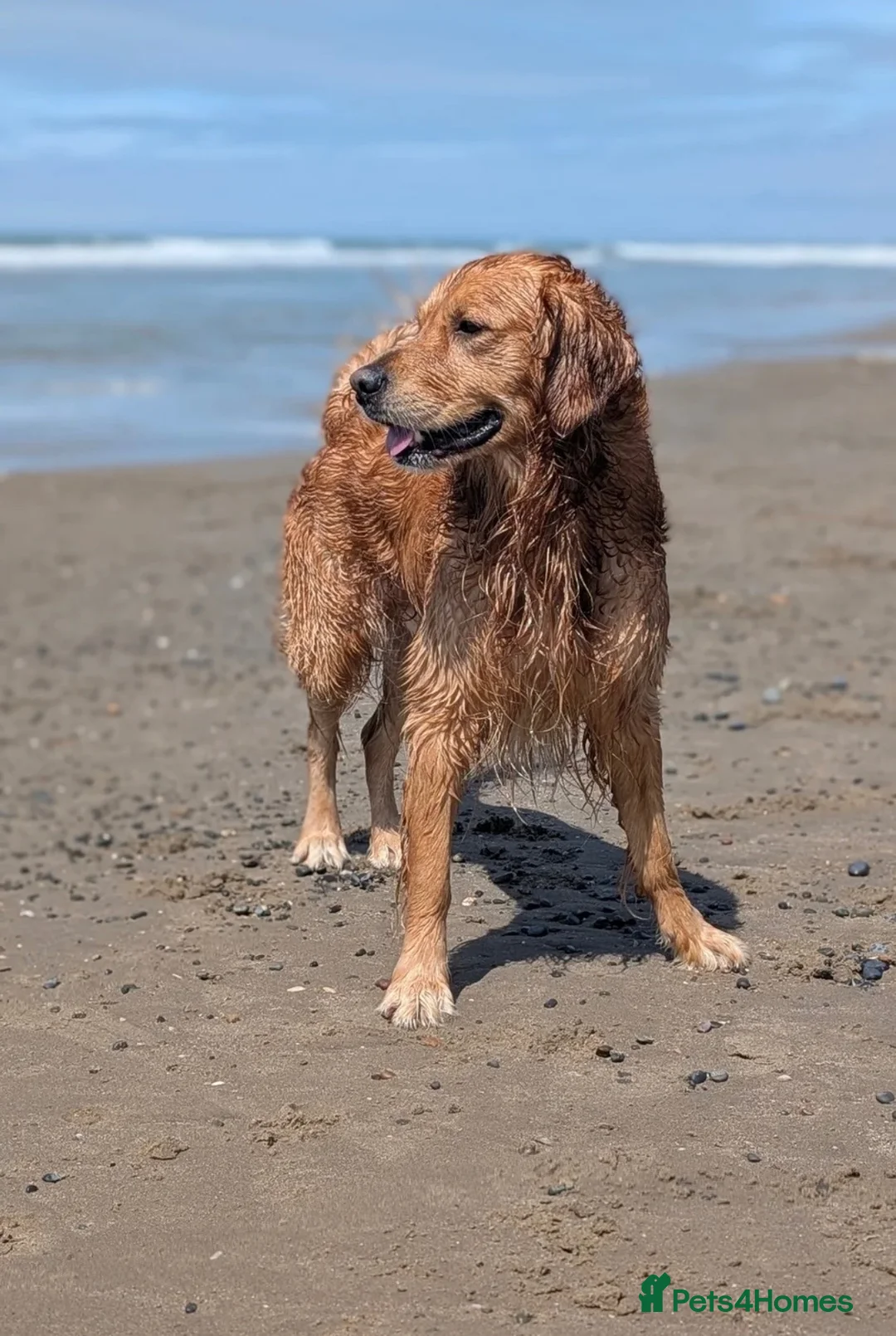 Golden Retriever dogs for sale: 🐶 DUE SOON GOLDEN RETRIEVER PUPPYS 🐶 - Advert 6