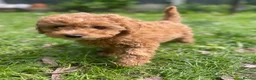Cockapoo dogs for sale:  F1b miniature phantom merle puppies READY NOW  - Advert 2