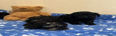 Cavapoo 1