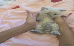 Siberian cats for sale: Siberian Kittens Super Friendly 💕🐾 - Image 26