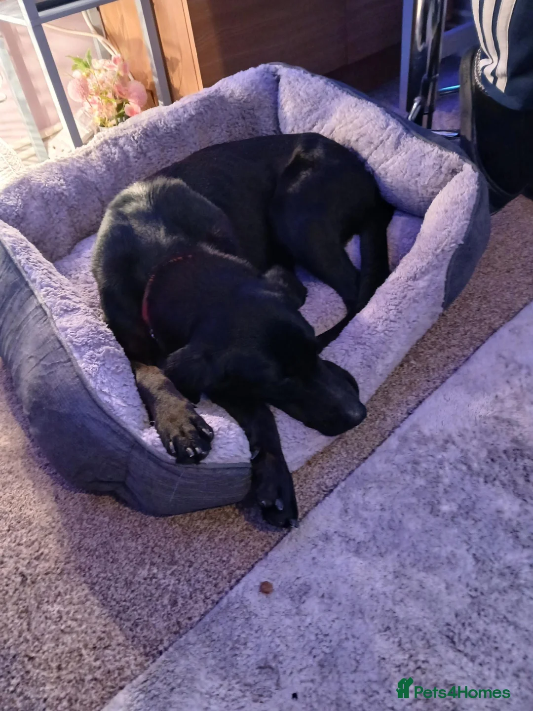 Mixed Breed dogs for sale: Doberman cross Labrador  - Advert 4