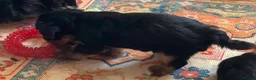 Yorkshire Terrier dogs for sale: 2 beautiful boys Yorkies dad kc registered  - Advert 5