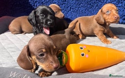 Miniature Dachshund dogs for sale: LH/SH MINI DAXIS RAINBOW COLOURS PRA KC REG - Image 10
