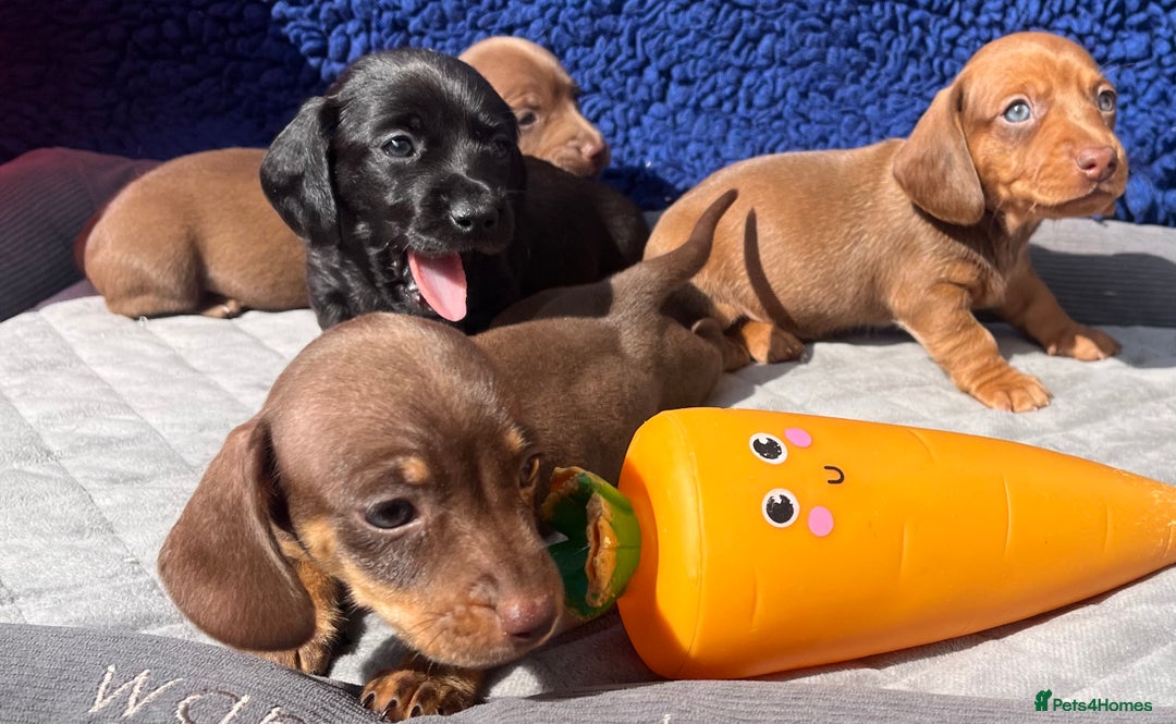 Miniature Dachshund dogs for sale: LH/SH MINI DAXIS RAINBOW COLOURS PRA KC REG - Image 10