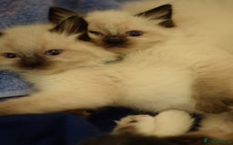 Ragdoll cats for sale: Chunky Ragdoll kittens ready now  - Image 13