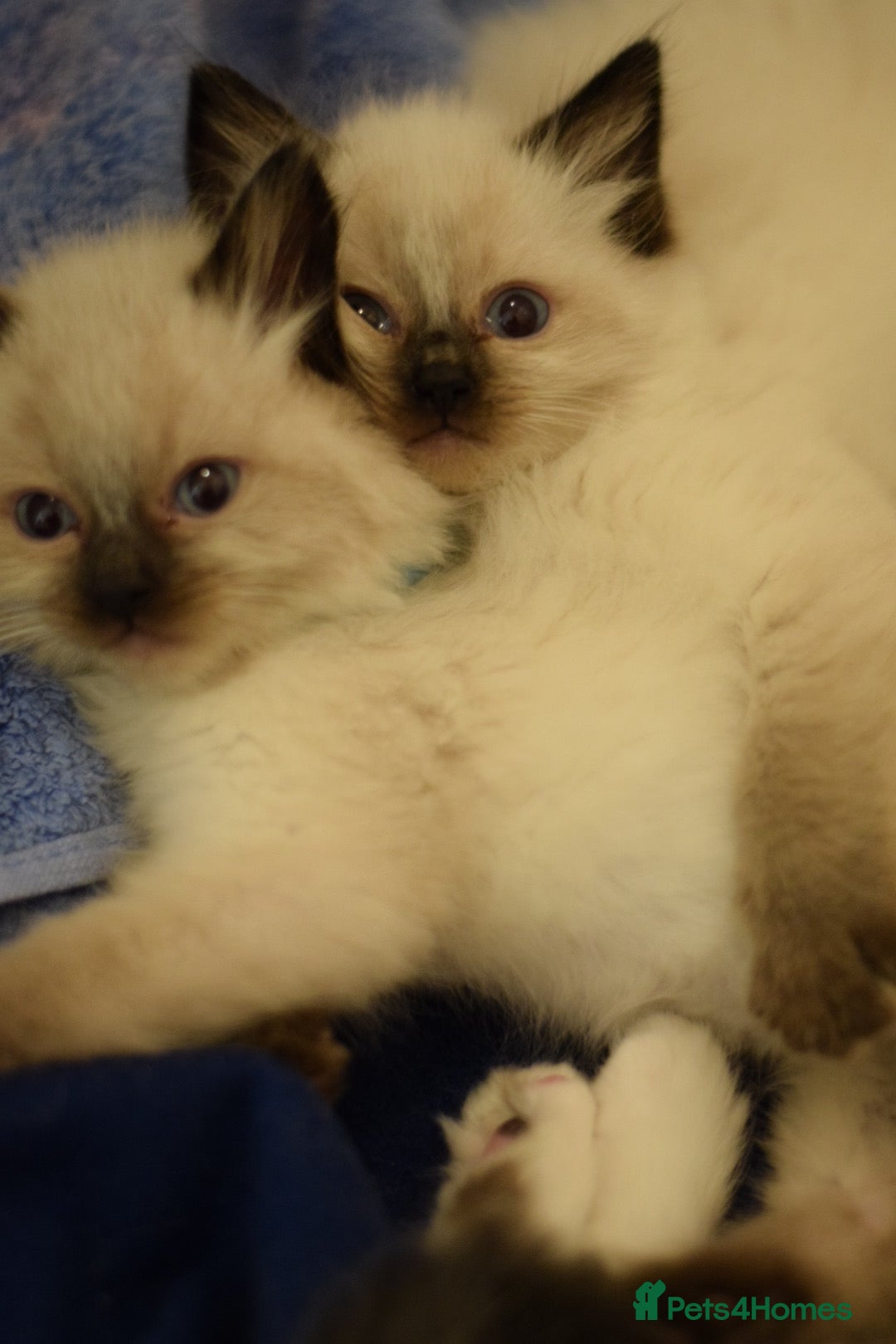Ragdoll cats for sale: Chunky Ragdoll kittens ready now  - Image 13