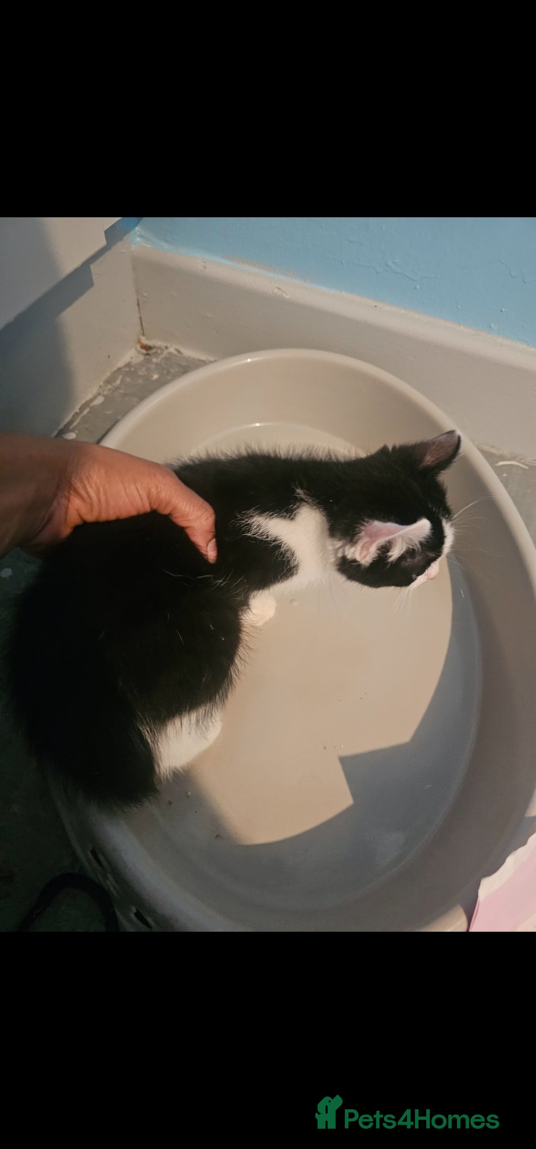 Mixed Breed cats for sale: Half spyhnx half calico  - Image 4