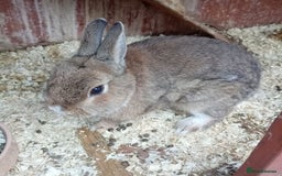 Netherland Dwarf rabbits for sale: Netherland dwarf rabbit male - Image 1