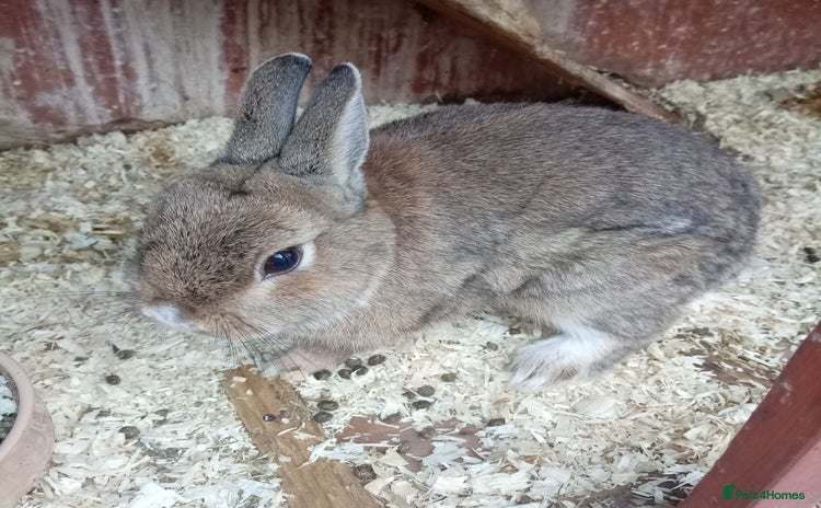 Netherland Dwarf rabbits - Advert 13