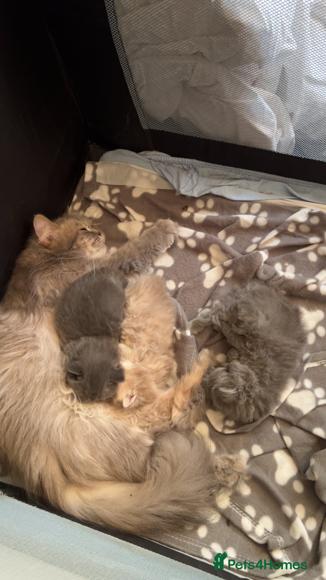 Persian cats for sale: 3 Persian kittens  - Advert 2