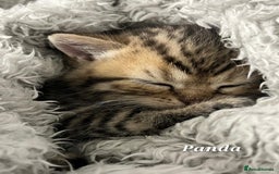 British Shorthair cats for sale: British shorthair babies  - Image 6