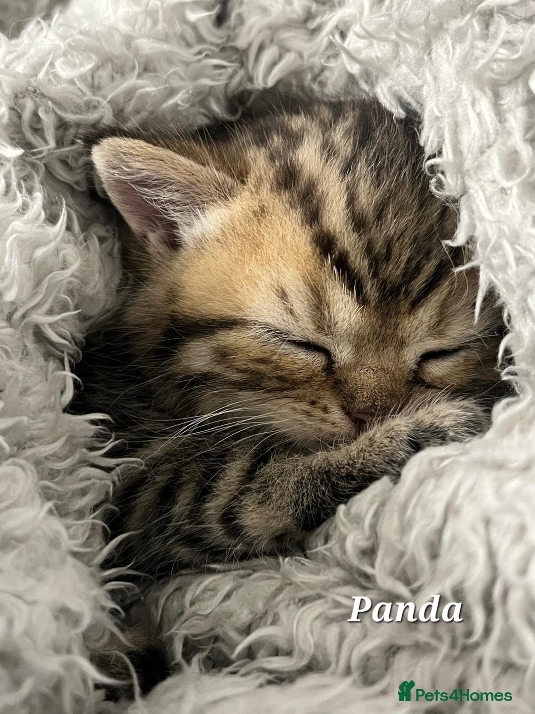 British Shorthair cats for sale: British shorthair babies  - Image 6