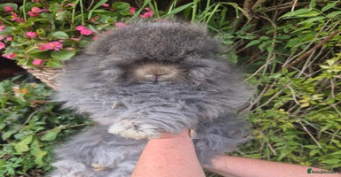 Angora rabbits 💙READY NOW💙- Large Angora boy 💙  - Advert 3