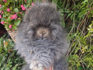 Angora rabbits - Advert 4