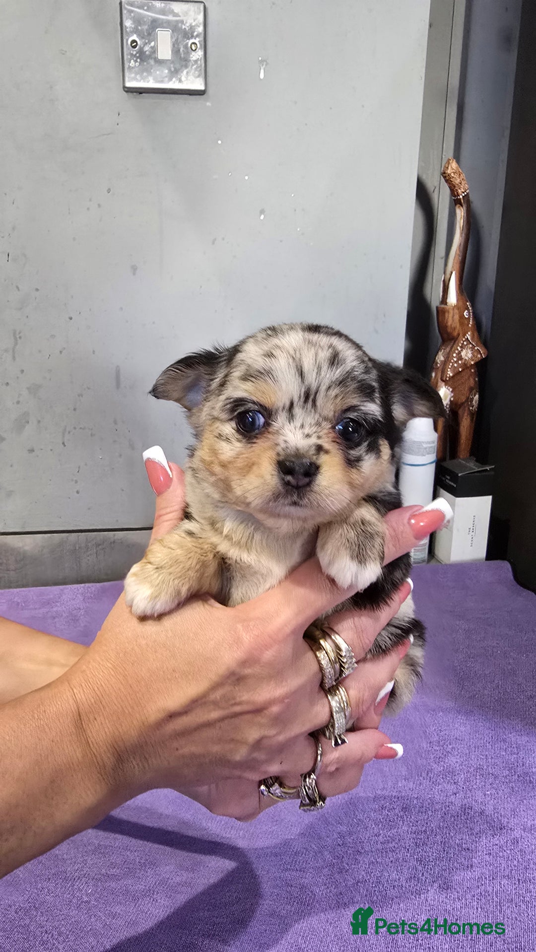 Chihuahua dogs for sale: Chihuahua puppies Russian ancestry with perfect bo - Advert 23