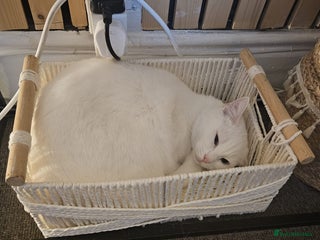 British Shorthair cats - Advert 19