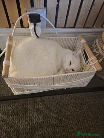 British Shorthair cats Male cat - Advert 1