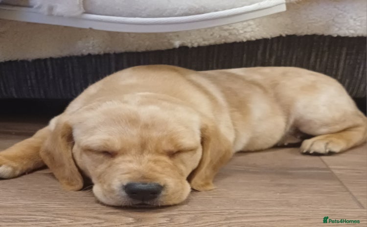 Labrador Retriever dogs - Advert 4