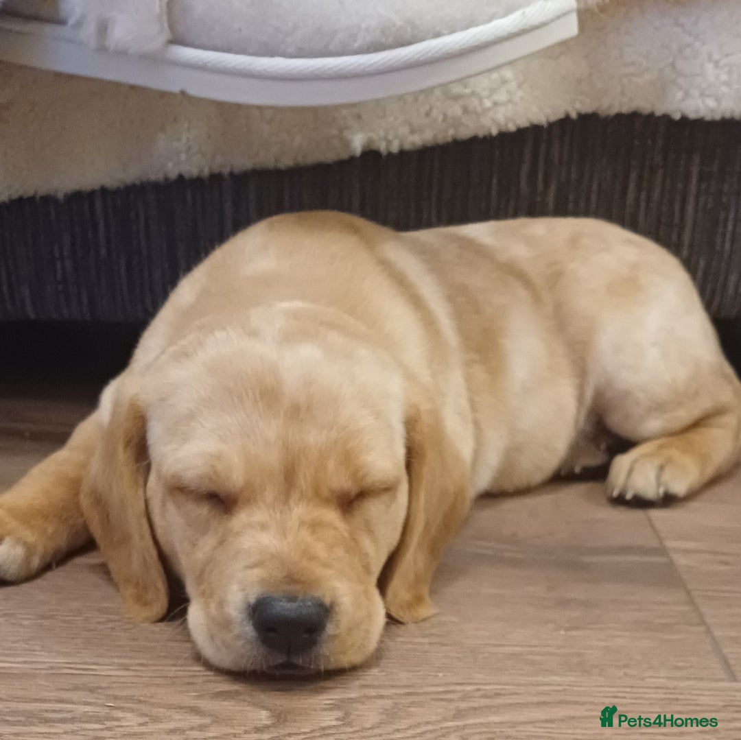 Labrador Retriever dogs for sale: 3 Puppies Available 🐶🐶🐶  - Image 1