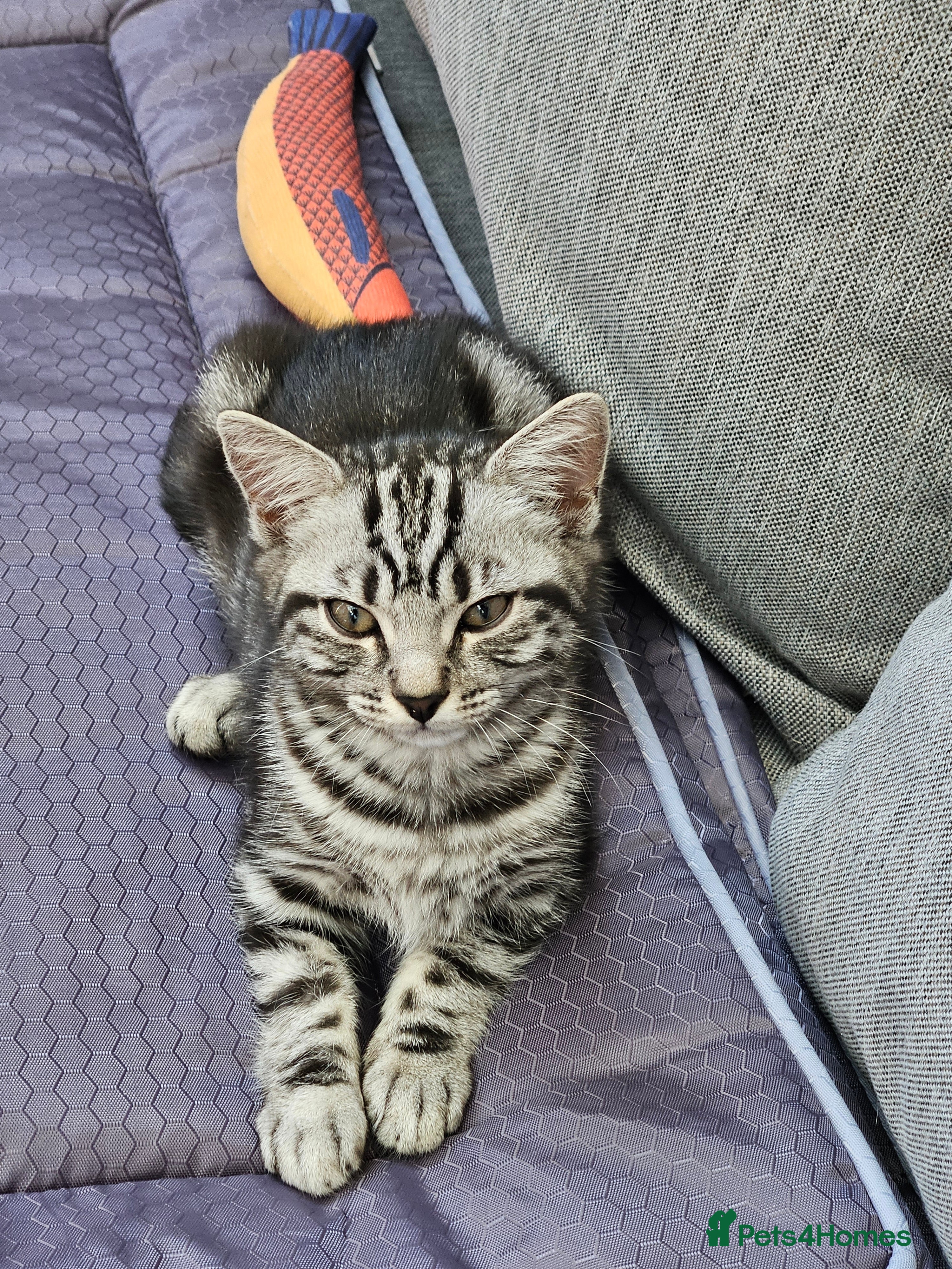 British Shorthair cats British Shorthair - Advert 2