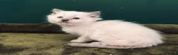 Ragdoll cats for sale: 3 beautiful Lilac point Ragdoll Kittens in Fleetwood - Advert 3