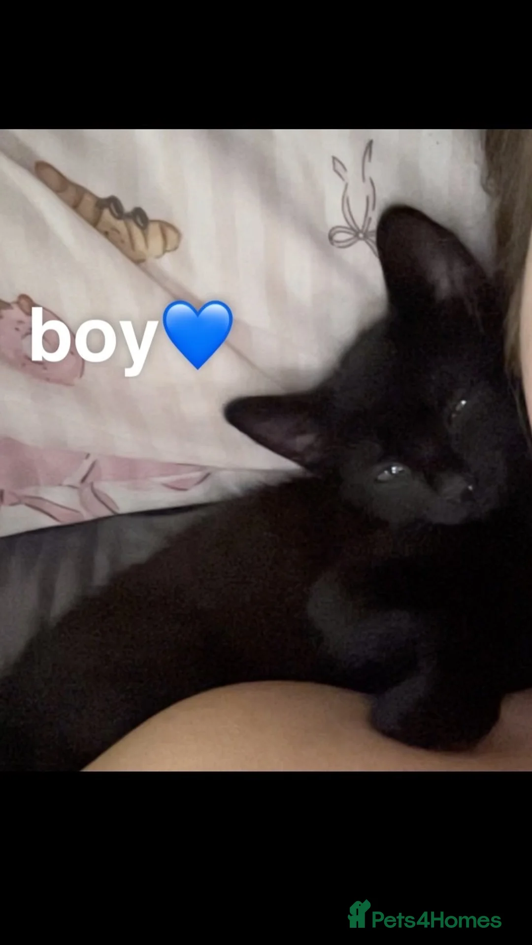 Domestic Shorthair cats for sale: 7 beautiful kittens looking for there forever home - Advert 2
