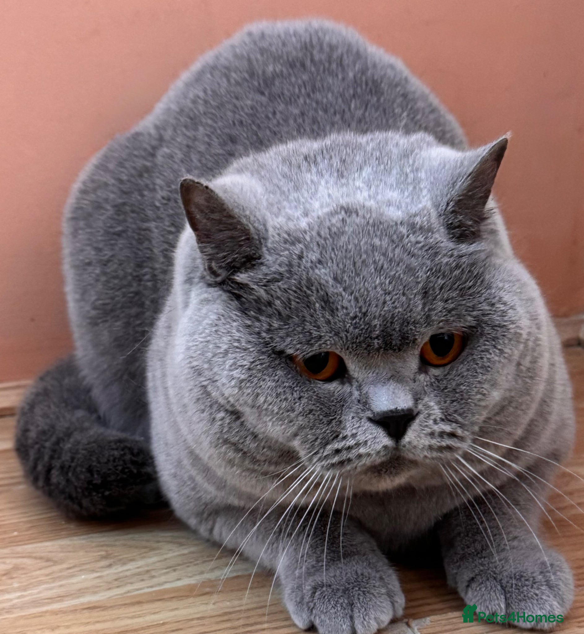 British Shorthair cats Stunning Import BSH Boy,GCCF&TICA active-for stud! - Advert 6