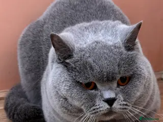 British Shorthair cats Stunning Import BSH Boy,GCCF&TICA active-for stud! - Advert 6