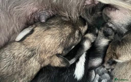 Miniature Schnauzer dogs for sale: Home reared bundles of love - Image 7
