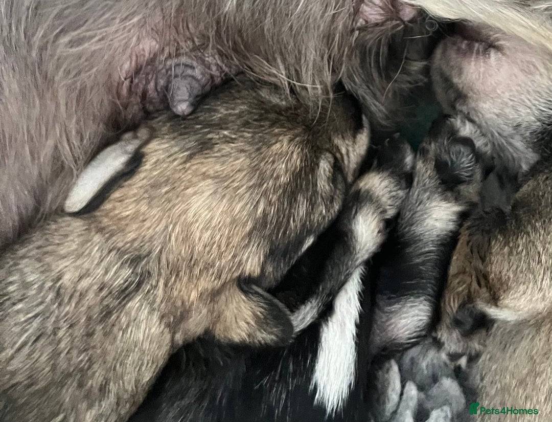 Miniature Schnauzer dogs for sale: Home reared bundles of love - Image 7