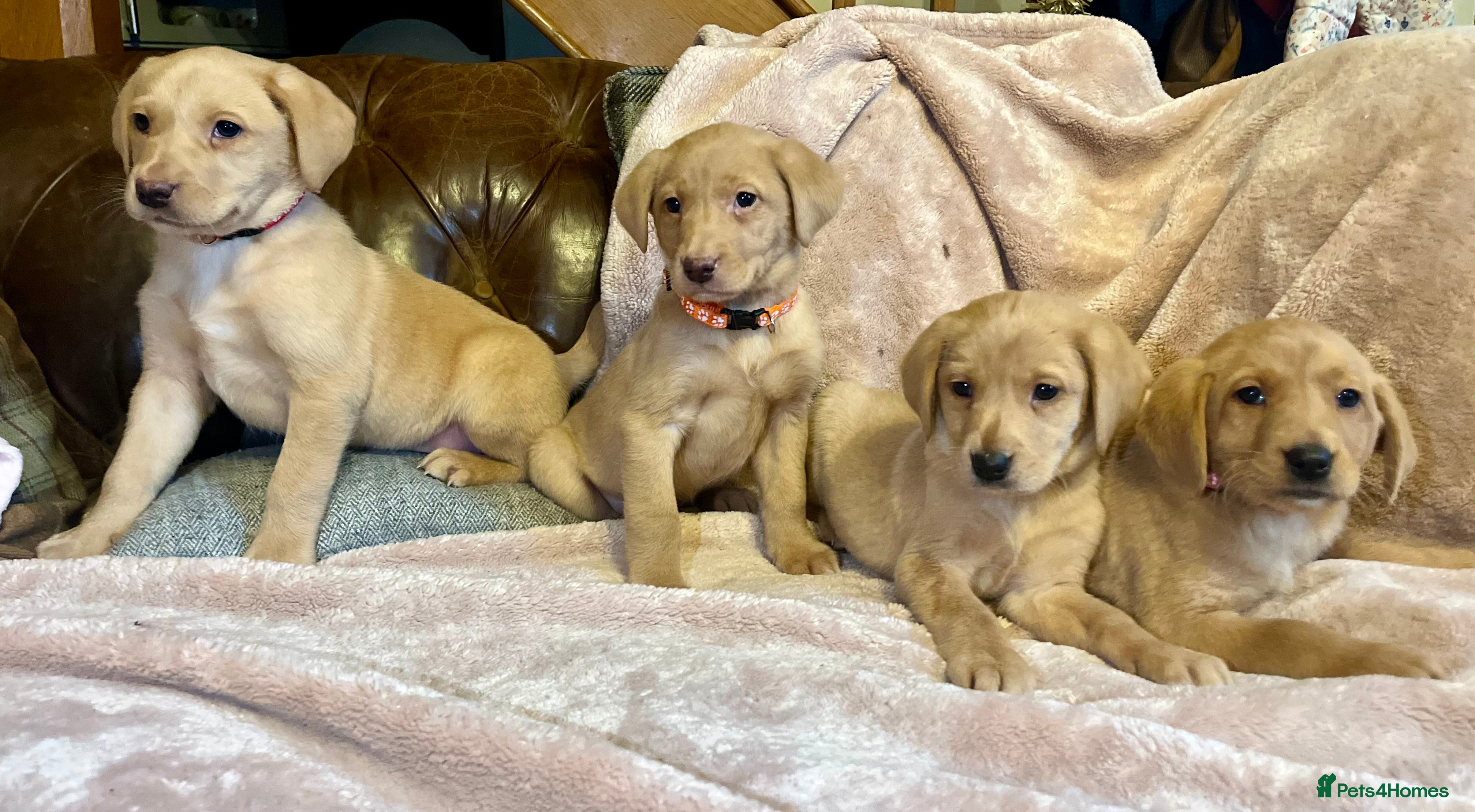 Labrador Retriever dogs Pretty Labrador pups  - Advert 15