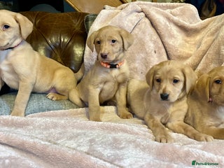 Labrador Retriever dogs Pretty Labrador pups - Advert 12
