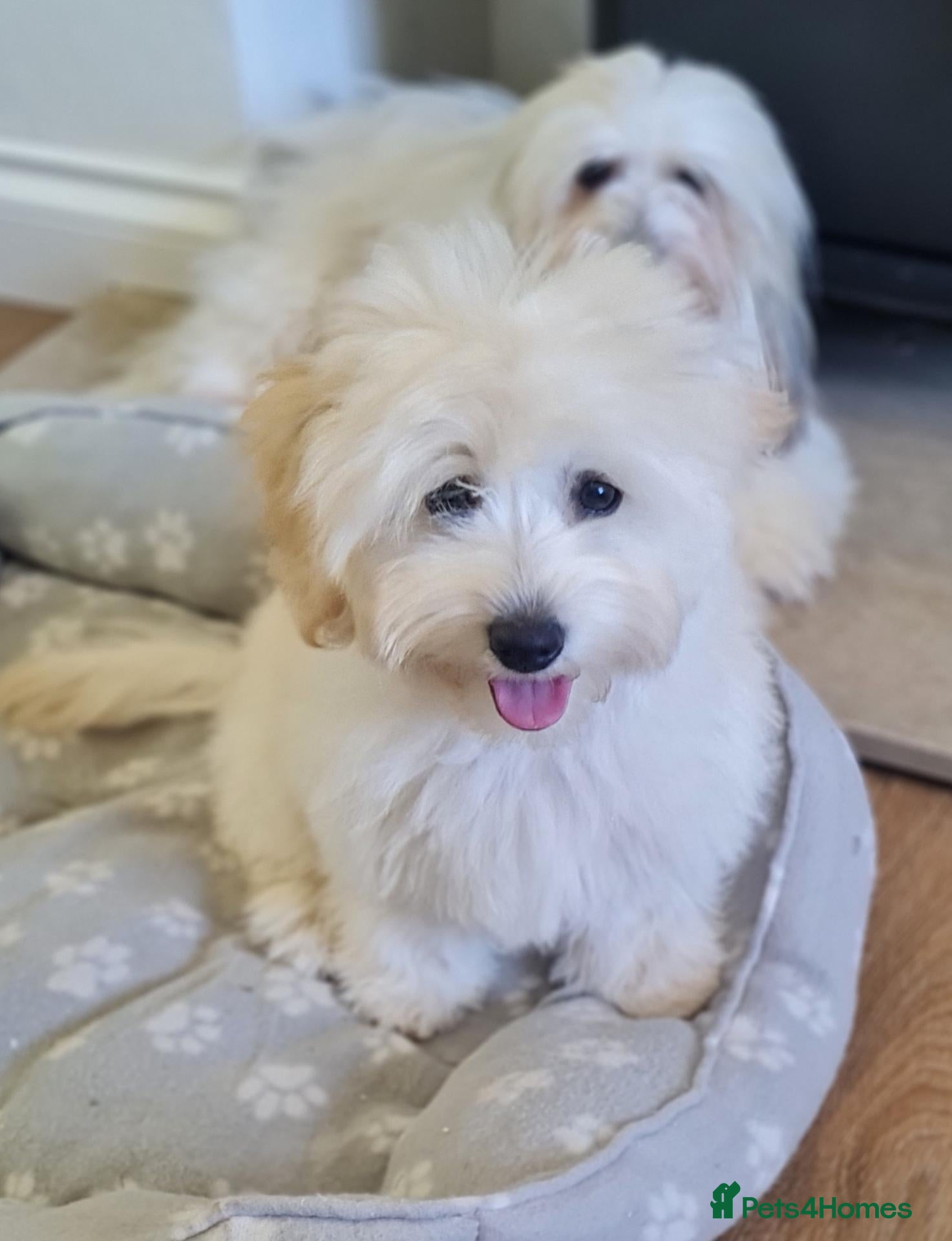 Mixed Breed dogs Coton de tulear x toy poodle Cotonpoo/ cotonoodle  - Advert 1