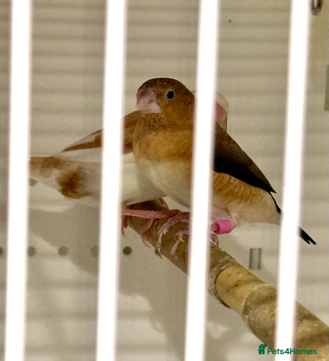 Finches birds for sale: Bonded Bangelese finches for sale   - Advert 6