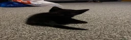 Mixed Breed cats for sale: Black kittens for sale - Advert 3