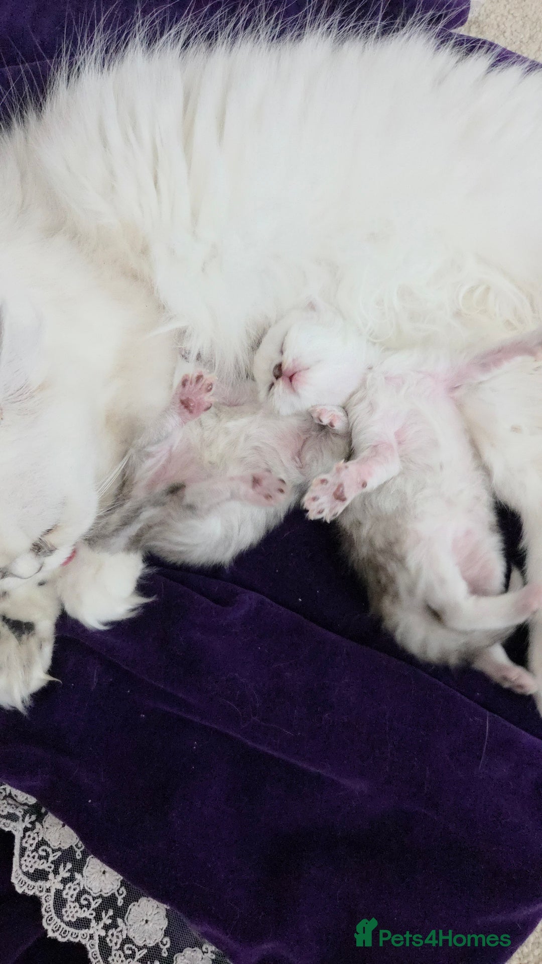 Persian cats for sale: Silvertip Chinchilla Persian- Boy & Girl Available - Advert 2