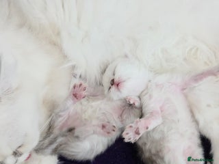 Persian cats Silvertip Chinchilla Persian- Boy & Girl Available - Advert 1