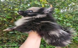 Pomeranian dogs for sale: ONLY 1 PUPPY LEFT NOW! - Image 33