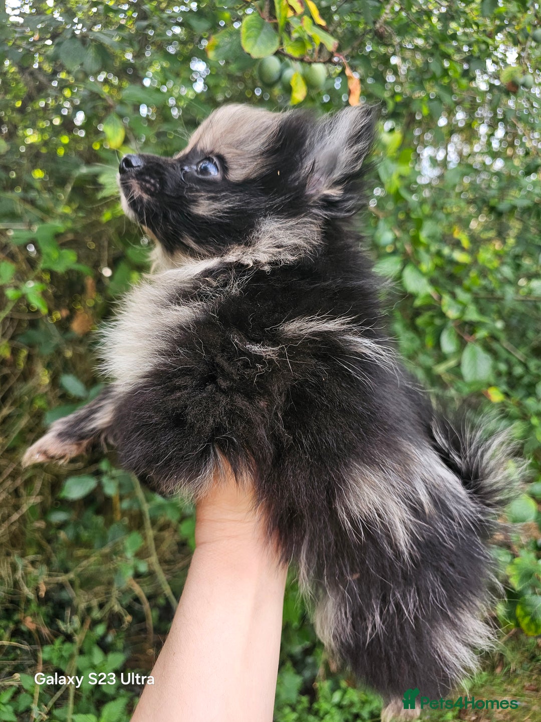 Pomeranian dogs for sale: ONLY 1 PUPPY LEFT NOW! - Image 33