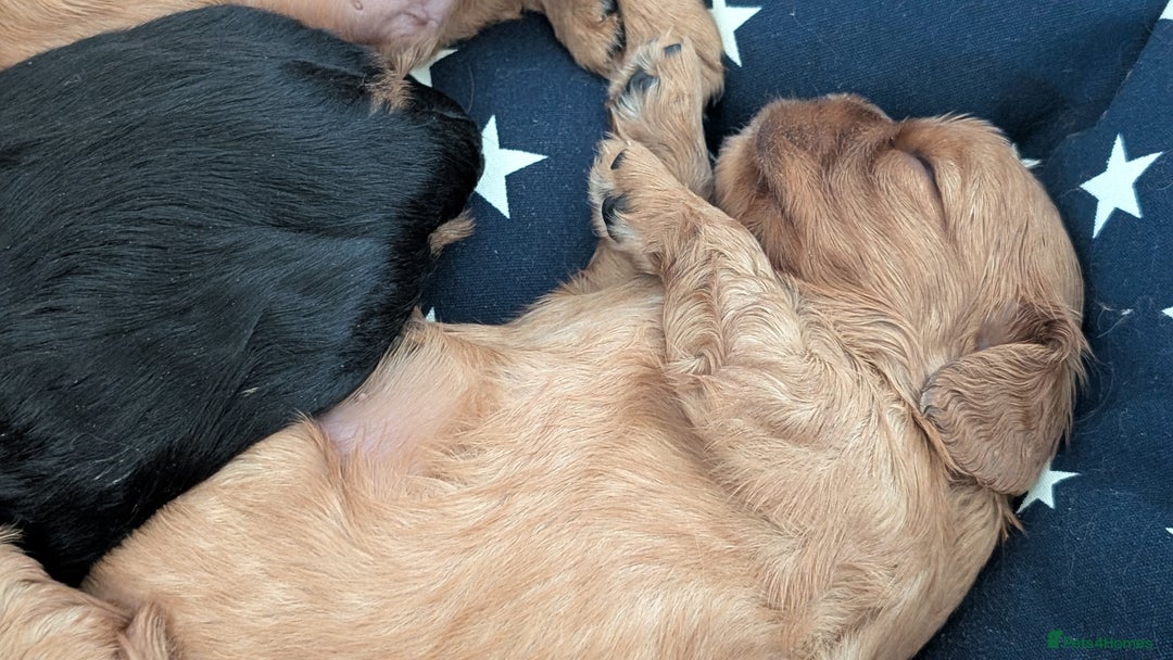 Cavalier King Charles Spaniel dogs for sale: Cavalier King Charles Spaniels beautiful pups - Image 11