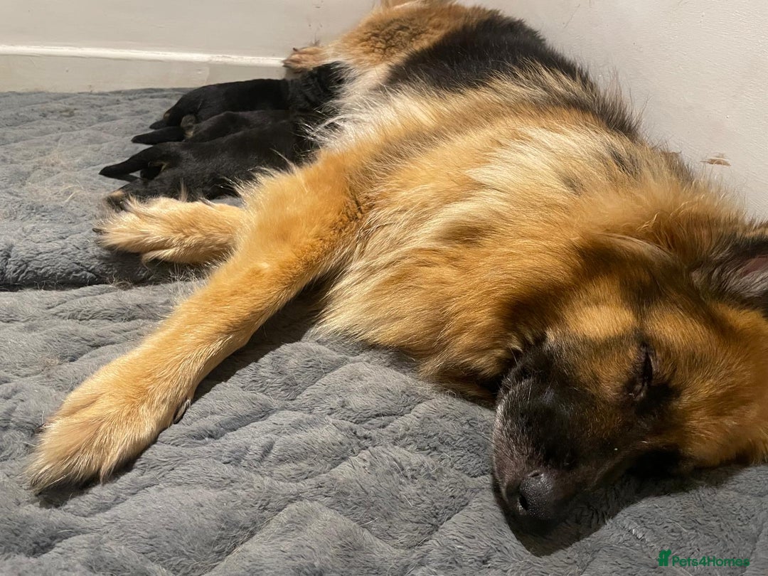 German Shepherd dogs for sale: Long-Medium hair pure bred German Shepherds 🇩🇪 - Image 4
