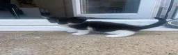 Mixed Breed cats for sale:    🐾 Beautiful Black & White Kittens 🐾 - Advert 11