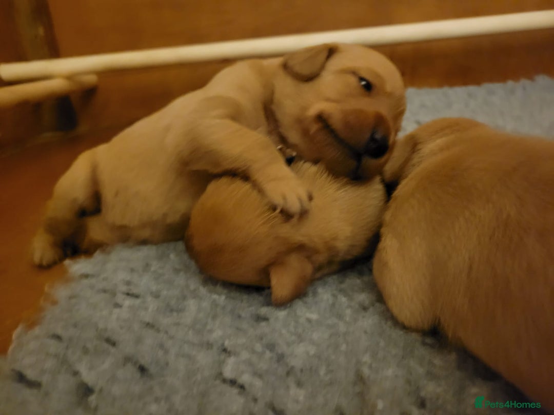 Labrador Retriever dogs for sale: Red Fox Labrador Puppies–Ready from 26th September - Image 38